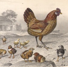 1853 gravure aquarellée - aquarellée, la