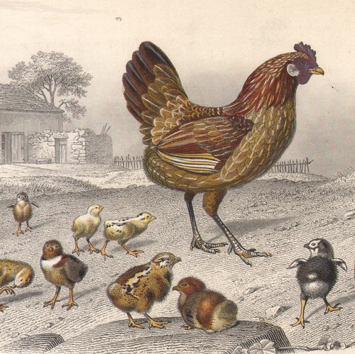 1853 gravure aquarellée - 1853, la