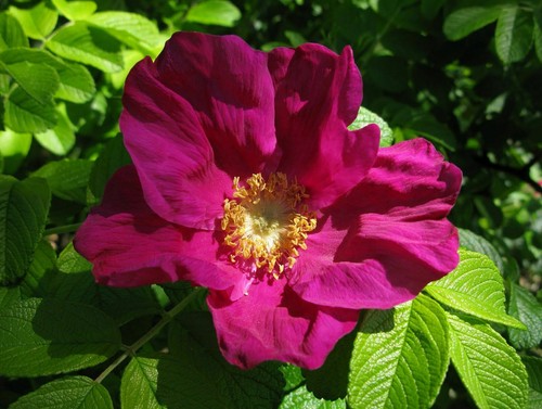 Graines rosier japon - 6,