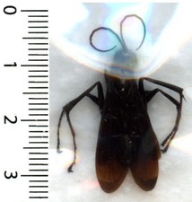 Guêpe / Wasp Madagascar -