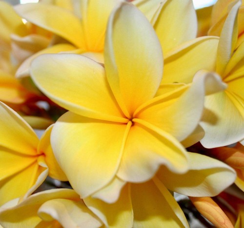 Plumeria alba yellow - cv,