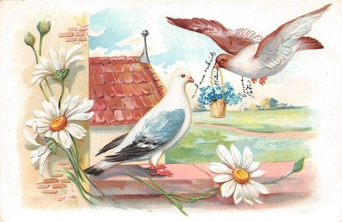 Fantaisie pigeons sur - sur, un