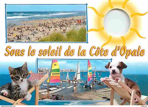 Carte postale animaux - animaux,