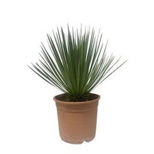 Yucca rostrata pot - yucca,
