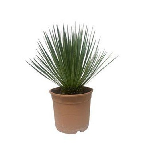 Yucca rostrata pot - cm,