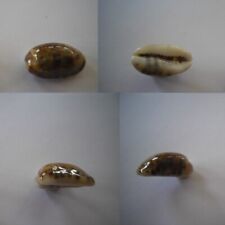 CYPRAEA MELICERONA LISTERI MELVILLI NIGER ROSTREE