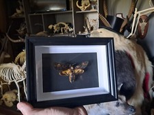 Papillon Sphinx tête de mort en cadre ; Acherontia atropos #4