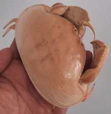 curiosité , taxidermie 