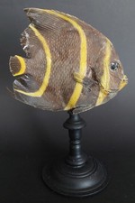 Cabinet de Curiosités poisson