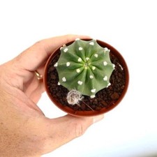 Echinopsis subdenudata cv OIBBO AMAJ7 - Cactus de Pâques | Hérisson nocturne