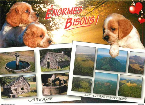 Carte postale animaux - animaux,