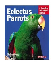 Eclectus Parrots: Everything
