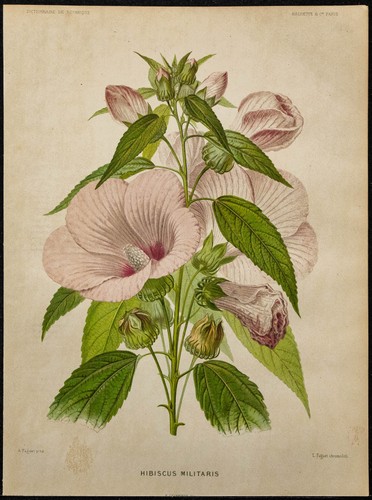 1891 hibiscus des marais - 1891,