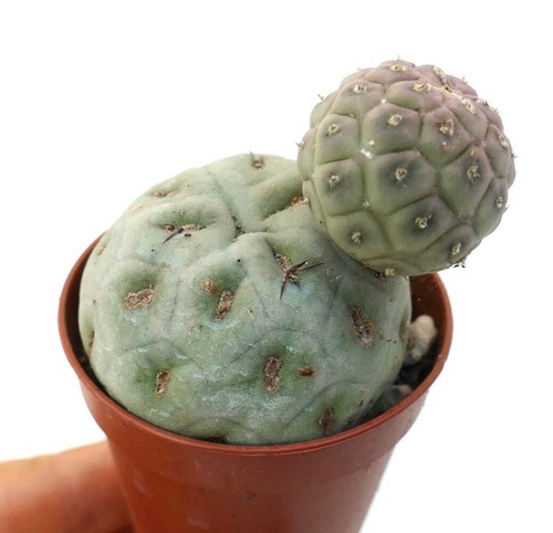 Tephrocactus geometricus
