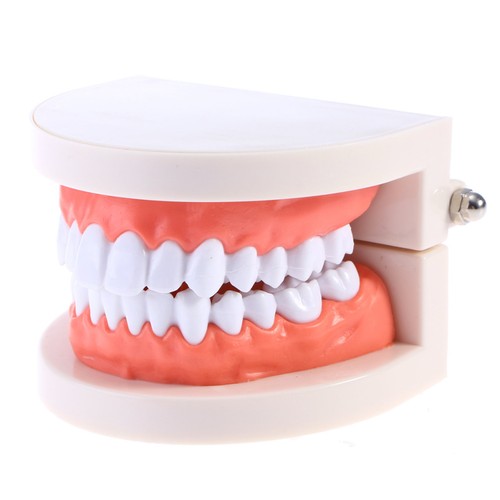 Modèle dents étude la - modèle, de
