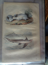 Gravure ancienne XIX Nature 