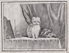 Dessin De Bichon Chien 1780