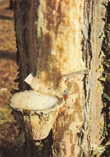 40  LES LANDES UN POT DE