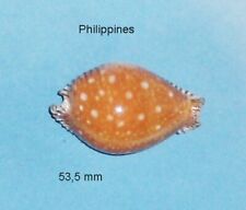 Cypraea  Guttata Philippines 53,5 mm    TOP