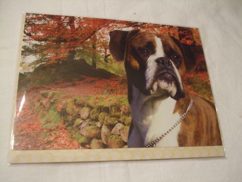 Carte enveloppe chien - -,
