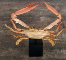 curiosité , taxidermie : crabe Sentinelle Naturalisé Sur Socle