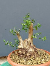Bonsaï olivier 30x20c dans un