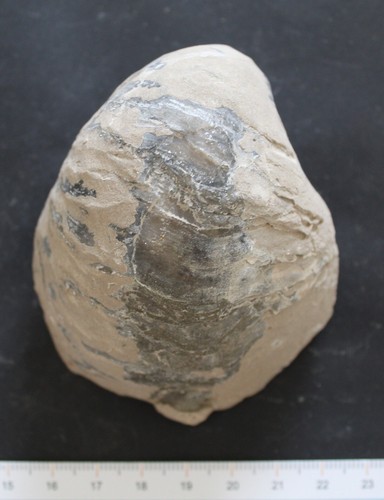 Gryphée fossile callovien - gryphée,