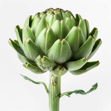 35 Graines d'Artichaut - potager -semences paysannes reproductibles