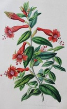 Superbe aquarelle originale