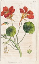 Kresse Légumes Gravure En