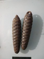 lot de 2 poids pomme de pin