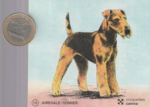 C44ani animaux chien canina - animaux.,