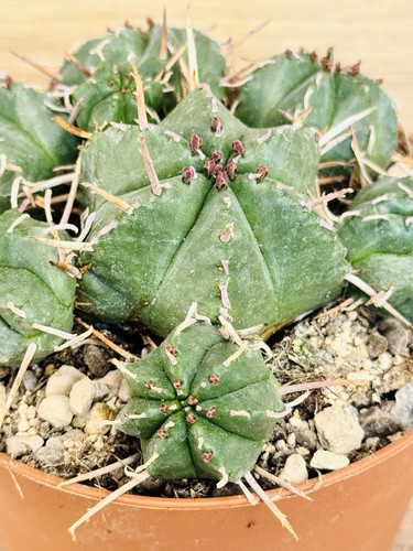 Euphorbia pillansii pot - euphorbia,