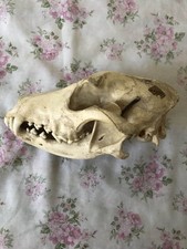 Crâne ancien de canidé à