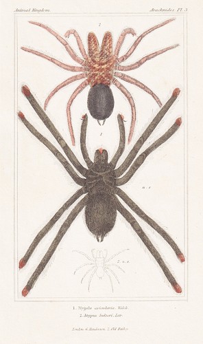 Mygale avicularia araignées - mygale,