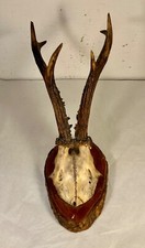 Trophée de chasse. Bois de
