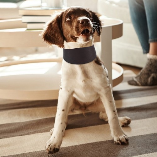 Collier pour chien petite - de,