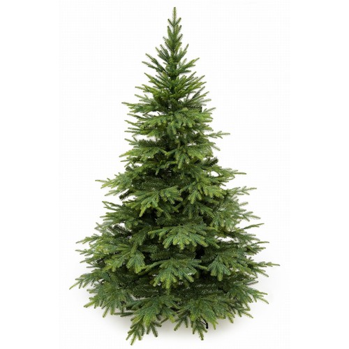 Sapin noël caucase - sapin,