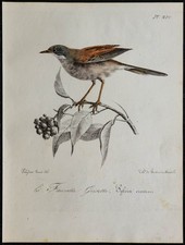 1830 - Fauvette grisette - Lithographie ancienne d'oiseau (Ornithologie)
