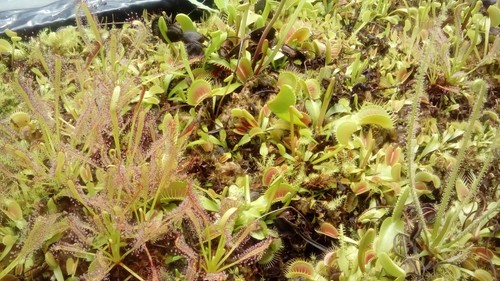 Plantes carnivores dionaea - carnivores,