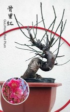 Rare Red GuLiHong Japanese