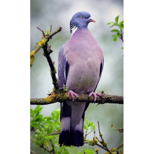 Palombe pigeon ramier