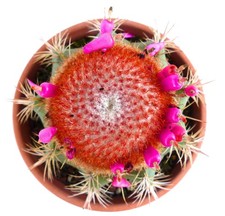 Melocactus matanzanus WITH CEPHALIUM | Turk's cap cactus - Cactus bonnet turc |