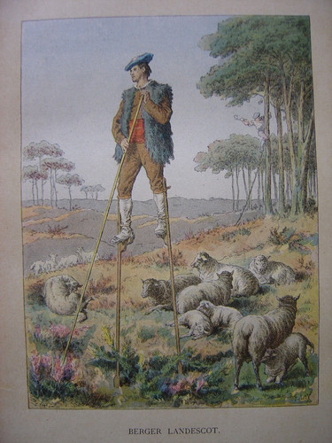 Landes berger landescot - landes,