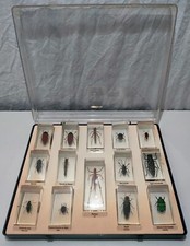COLLECTION 14 INSECTES SOUS RESINE AVEC COFFRET N°5
