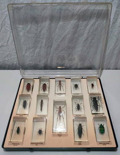Collection insectes sous - collection,