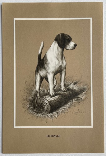 Chiens race beagle - chiens, de