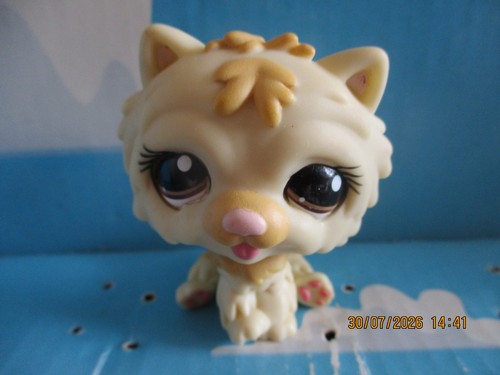 Petshop chien chow - petshop, chow-chow