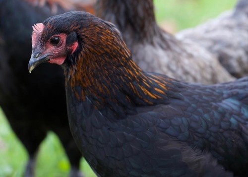 French black copper maran - black,