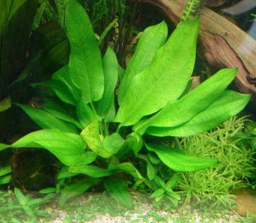 Petite echinodorus avant plan - avant,